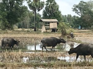 Laos 4000 Islands: Been There, Don Det. 13 11C77A70 345E 4D8B A88A BBFCAFCA0403