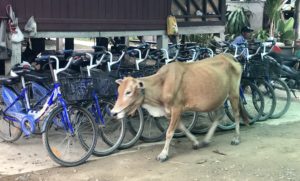 Laos 4000 Islands: Been There, Don Det. 20 A0F7AF1A 3E9A 4A7B 9042 AAC8924E7E43