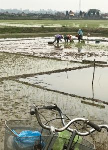 Cave, Rice, Bike and Other Four-letter Words: Phong Nha and Ninh Binh 42 1EA9AADB 1DA9 4228 9CD1 2EDE77E4D6FD