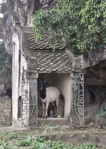 Cave, Rice, Bike and Other Four-letter Words: Phong Nha and Ninh Binh 47 8D42544B DAC0 4079 8C7E F0BF77B22394