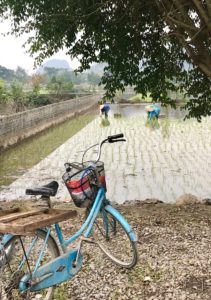 Cave, Rice, Bike and Other Four-letter Words: Phong Nha and Ninh Binh 43 C4B58E32 8B12 472F 98BE 63782FDCEF62