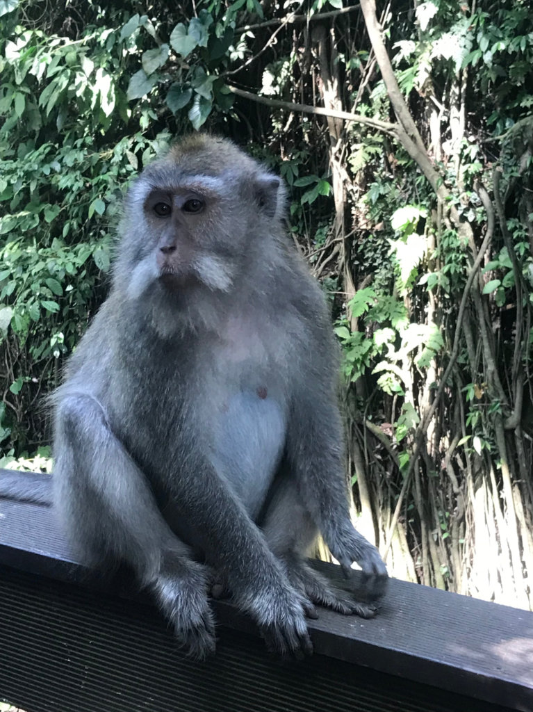 Beautiful Bali - Finding Culture and Customs. And Monkeys. Lots of Monkeys. 26 5392CCE5 654F 4724 811C F909DD30E8BA 555711655 1563209279232