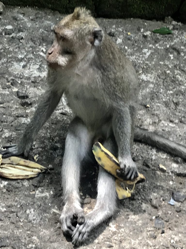 Beautiful Bali - Finding Culture and Customs. And Monkeys. Lots of Monkeys. 27 AC82A169 107E 446F BA9C 8A48834D3A47