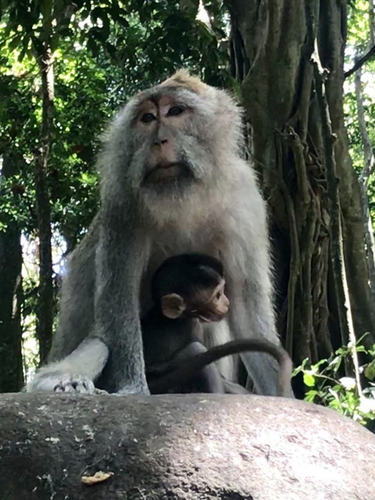 Beautiful Bali - Finding Culture and Customs. And Monkeys. Lots of Monkeys. 25 C23F252F 9934 4E3F A326 1D8208E671F7