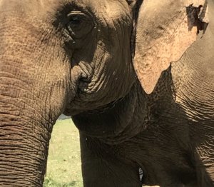 Elephants and Orphans - My Time in Nepal 9 img 1508 3