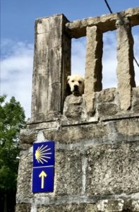 Walking The Way : 8 Helpful Insider Tips and Tricks for a Buen Camino 6 D025387D EB70 4383 B542 162F84B872E5