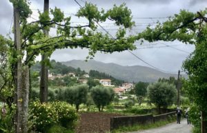The Camino Provides. A True Story about Sheep, A Cap and a Trail Angel 24 A8547424 0C5A 48F7 B27C E4DE00DC3926