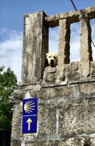The Camino Provides. A True Story about Sheep, A Cap and a Trail Angel 27 F77B8F71 F905 4C8F ABD3 FCB900CBBF1C