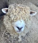The Camino Provides. A True Story about Sheep, A Cap and a Trail Angel 31 FFE39136 397D 49B4 B026 5A2C7600E455