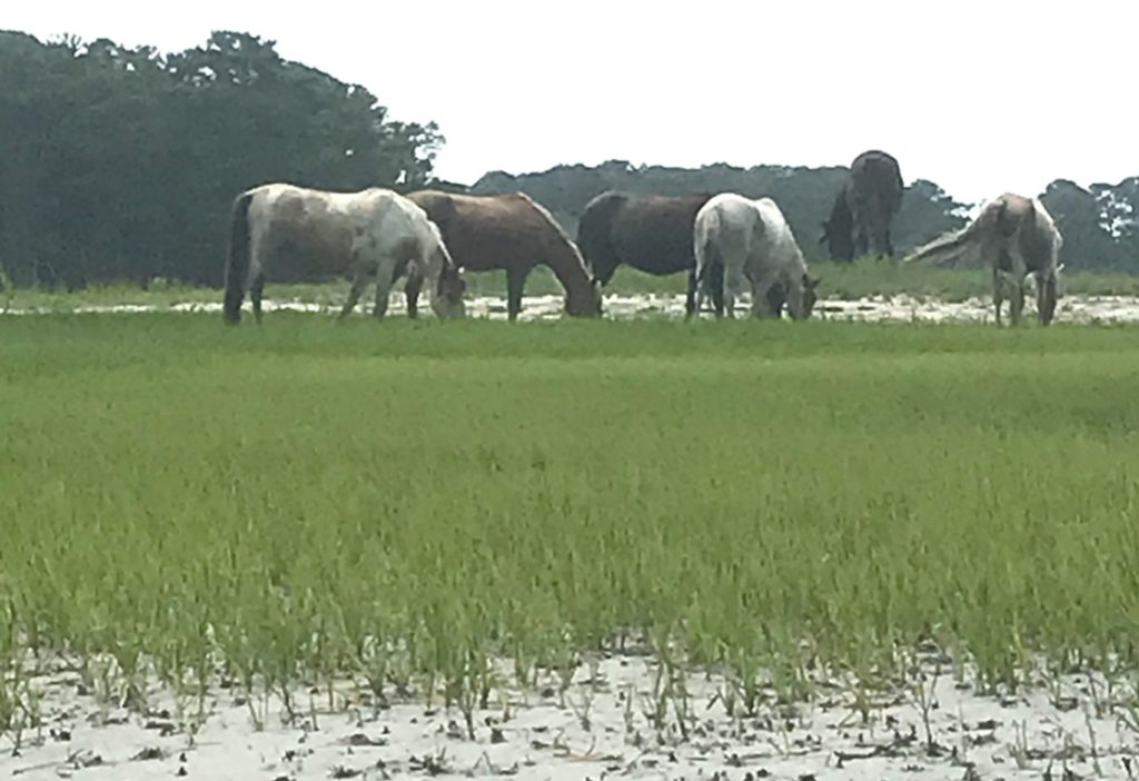 Misty of Chincoteague - Of Swimming Ponies, Kayaks, and a Hurricane 20 0F6B37F0 401B 41D6 AB6F 092BD06F912A