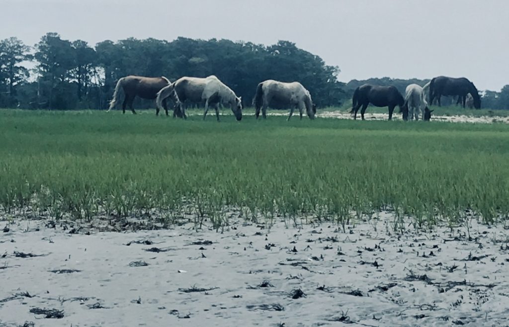 Misty of Chincoteague - Of Swimming Ponies, Kayaks, and a Hurricane 22 9AB38718 65D4 4959 94BA 2E67783B2143