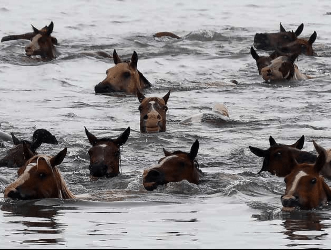 Misty of Chincoteague - Of Swimming Ponies, Kayaks, and a Hurricane 23 image