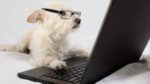 #TRAVEL HACK: How to Score Killer Airfare Deals 10 dog