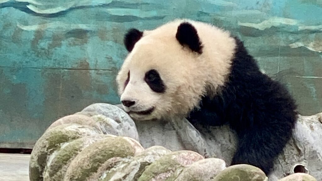 9️⃣ Nifty Apps for Exploring China 18 img 6059