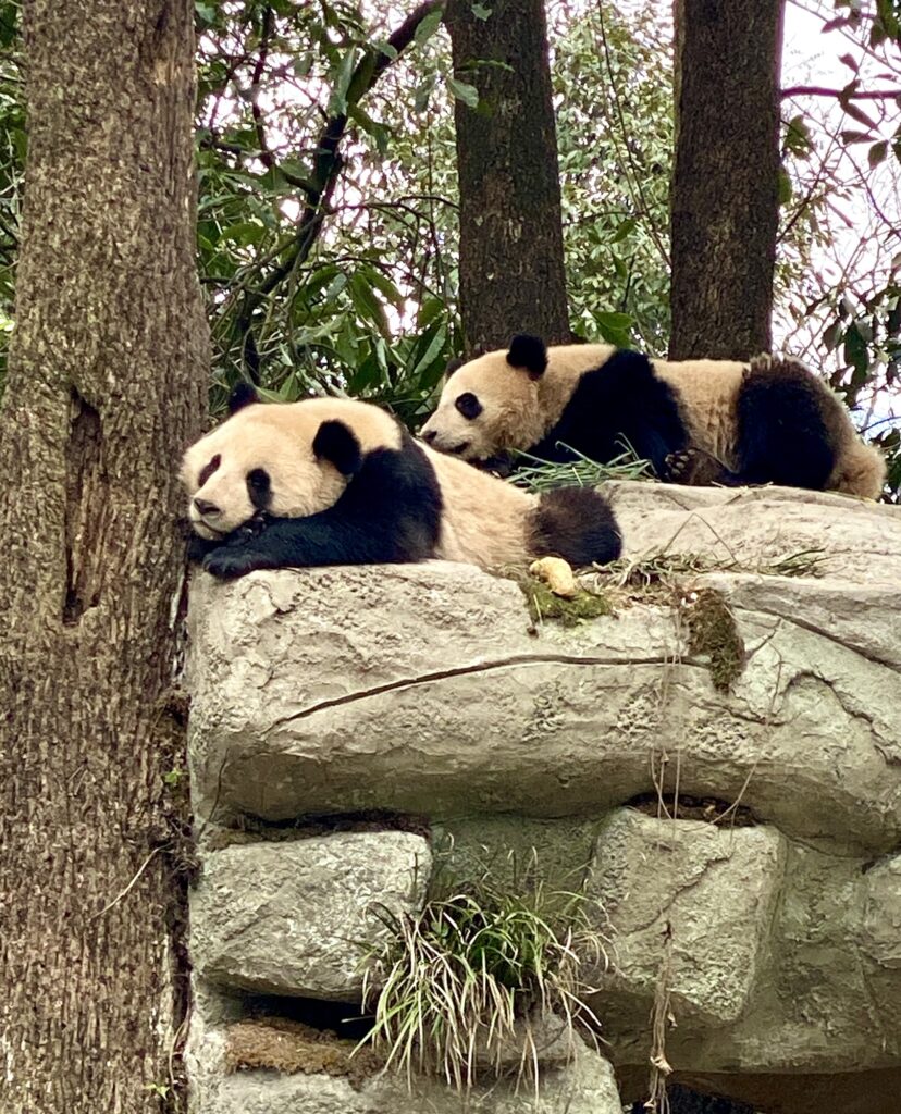 9️⃣ Nifty Apps for Exploring China 26 img 6076